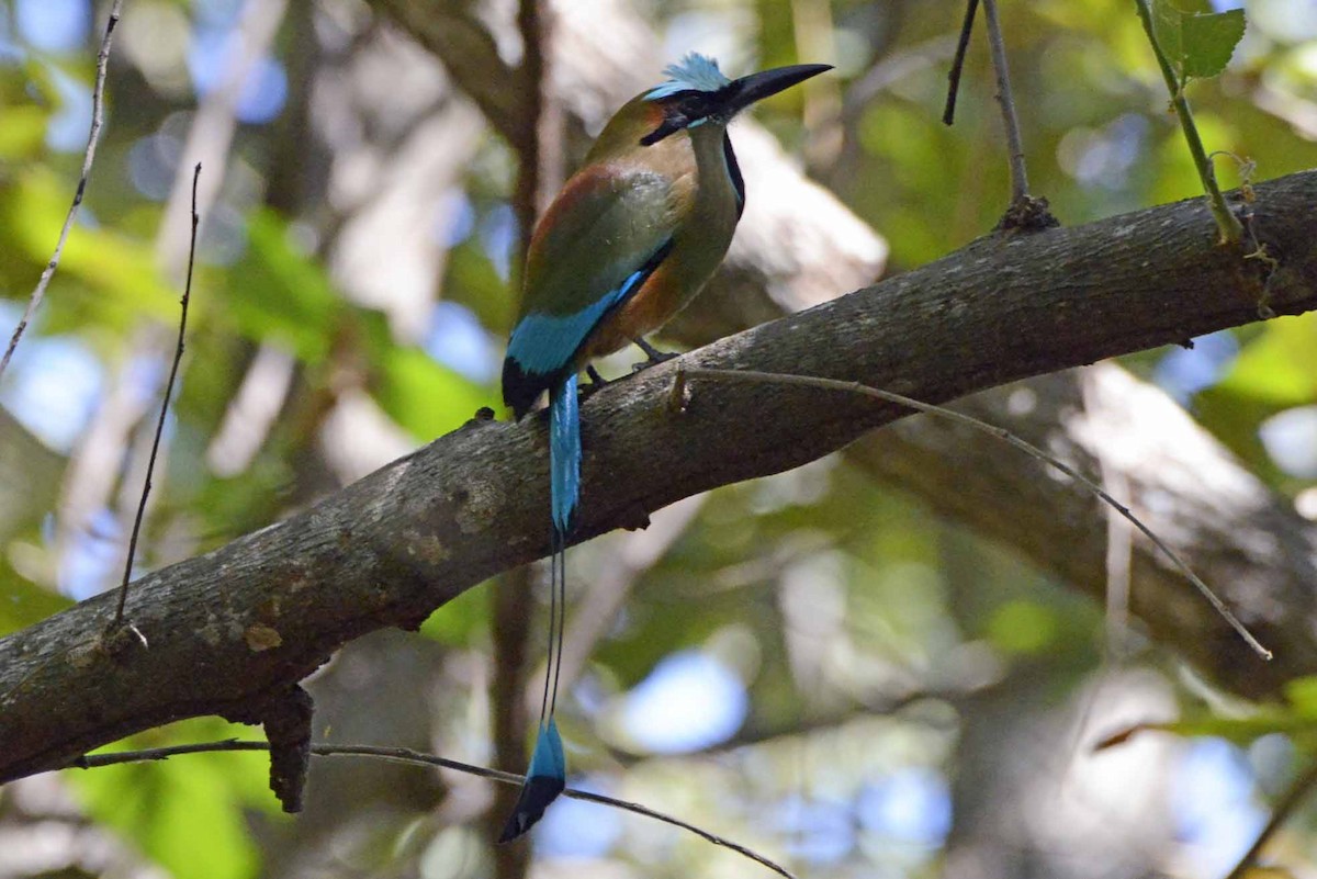 Turquoise-browed Motmot - ML405937351