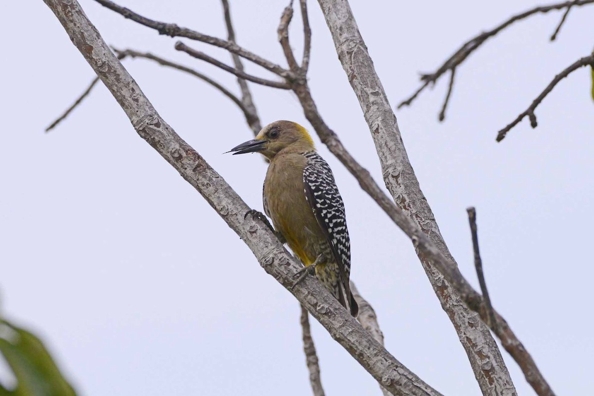 Hoffmann's Woodpecker - ML405937421