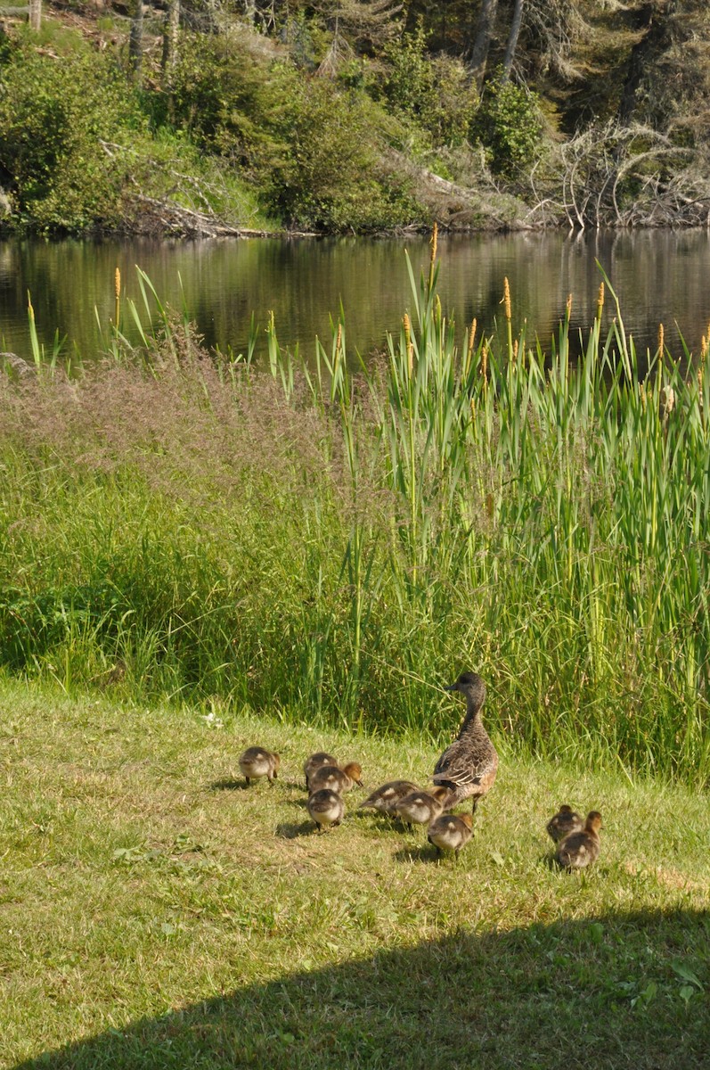 American Wigeon - ML405937721