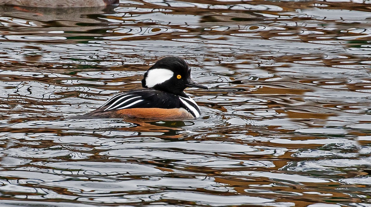 Hooded Merganser - ML405938391