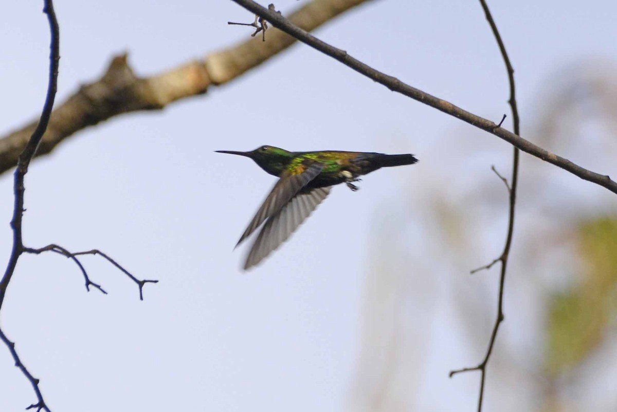 Blue-vented Hummingbird - ML405938471