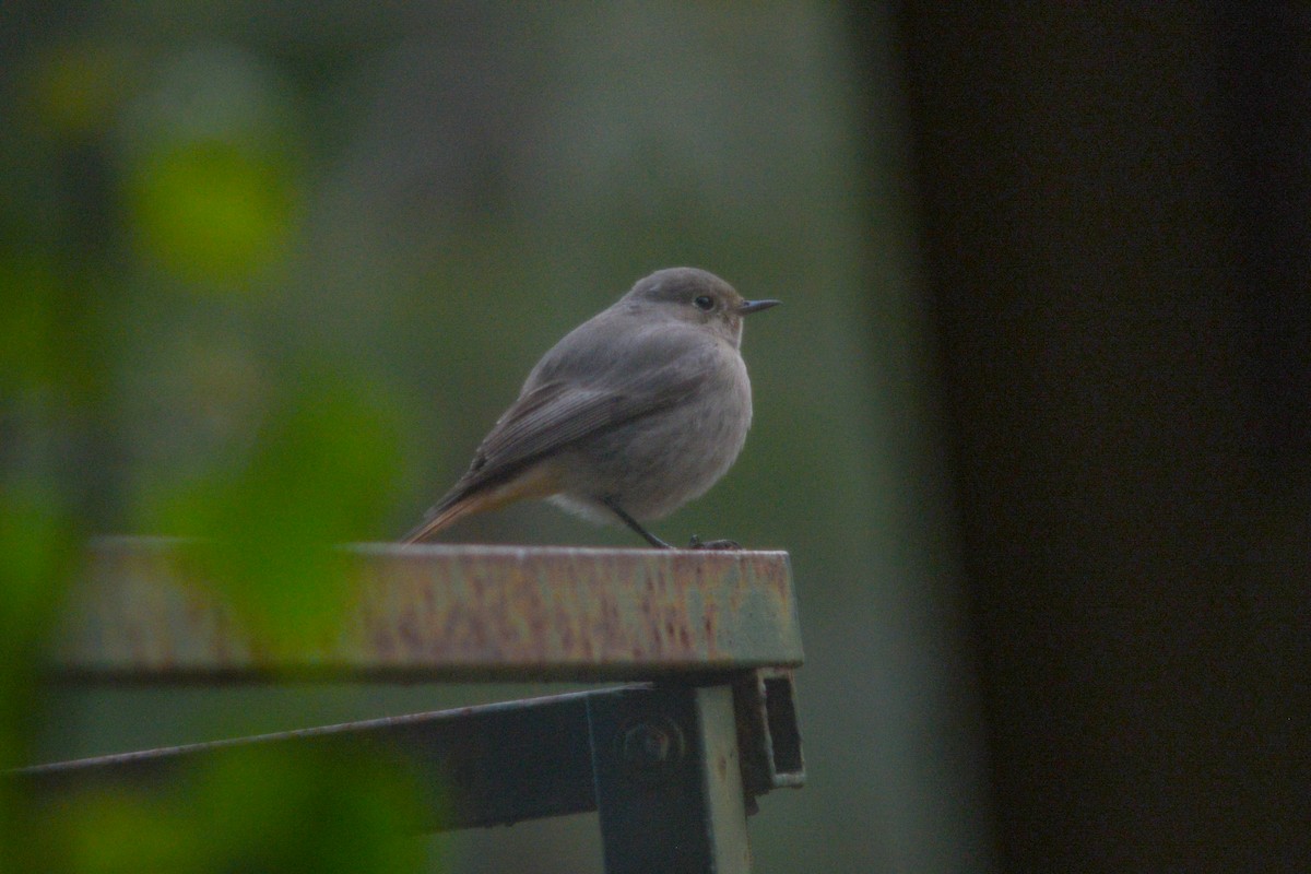 Black Redstart - ML405938601