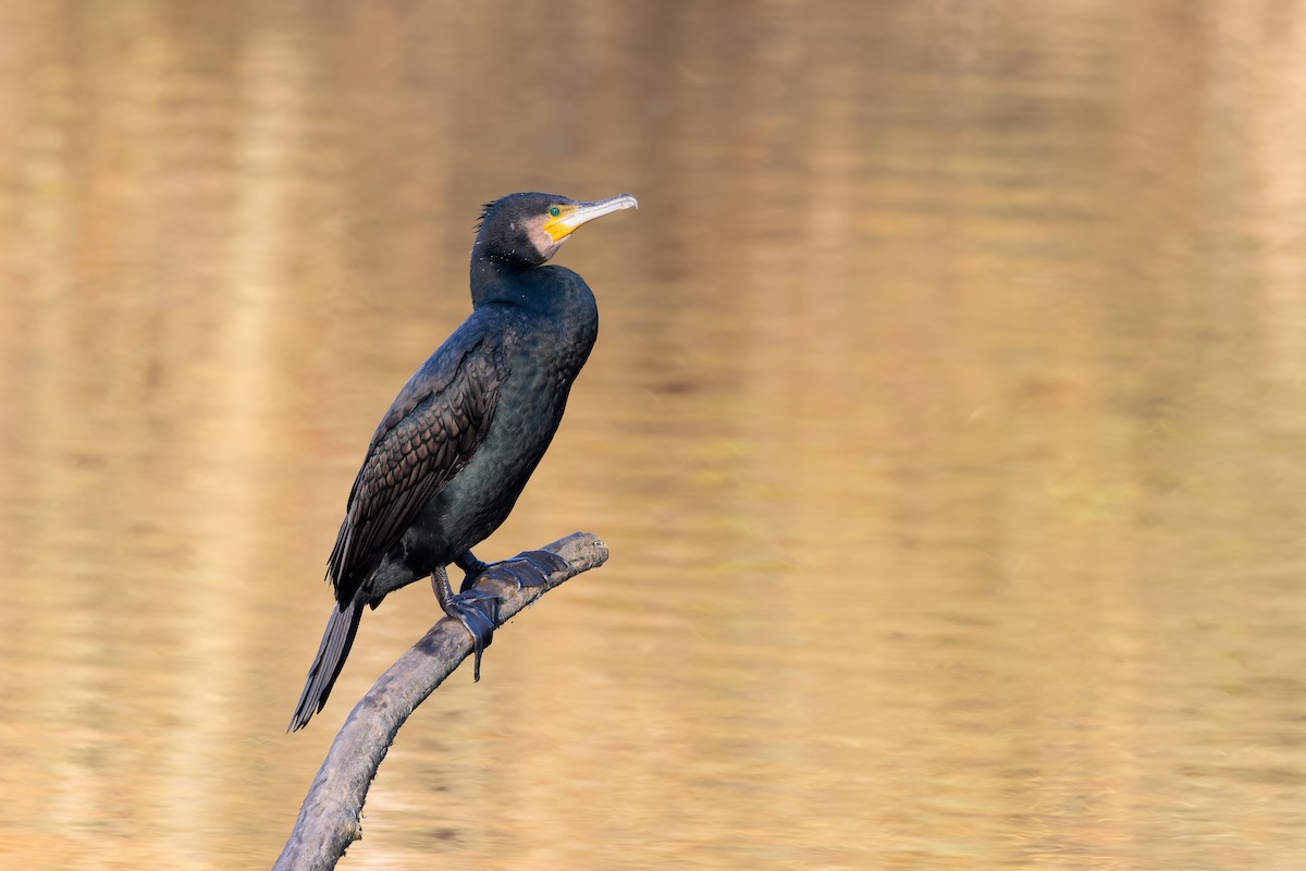 Great Cormorant - ML405939901