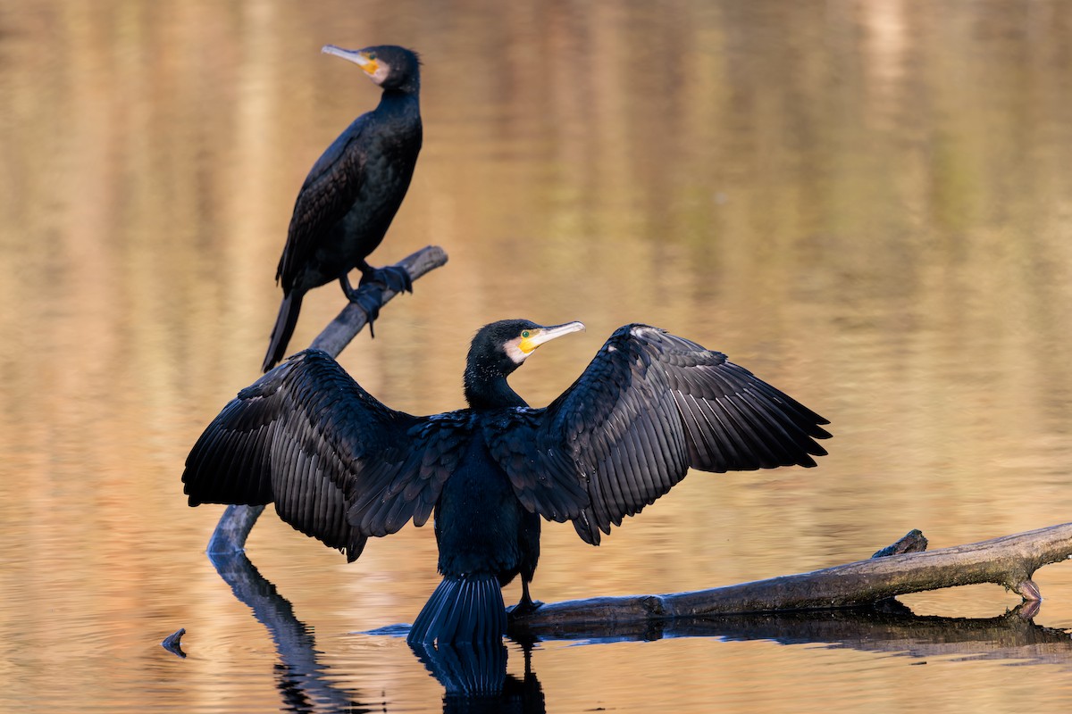 Great Cormorant - ML405939931