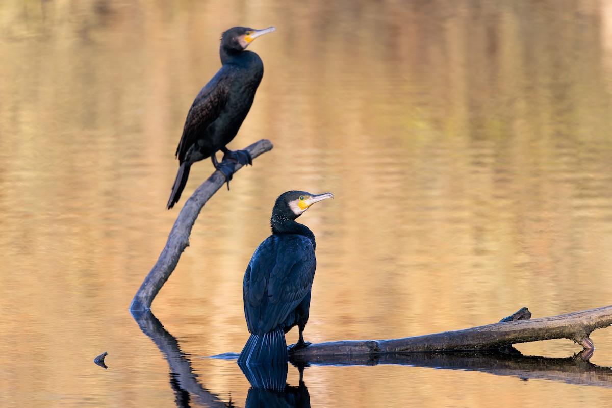 Great Cormorant - ML405939941