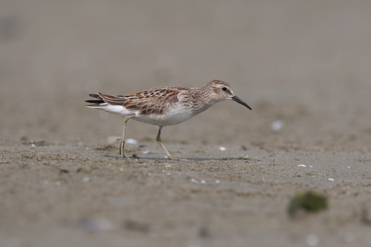 Least Sandpiper - ML40594111