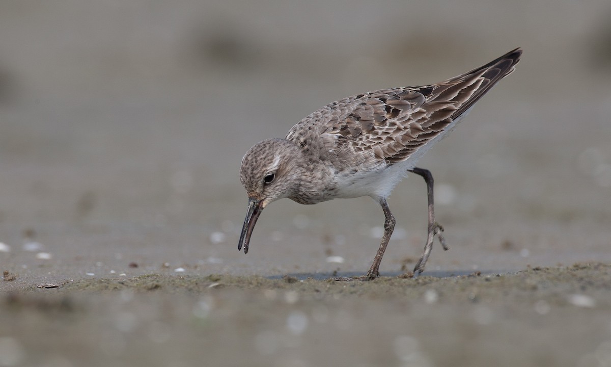 White-rumped Sandpiper - ML40594161