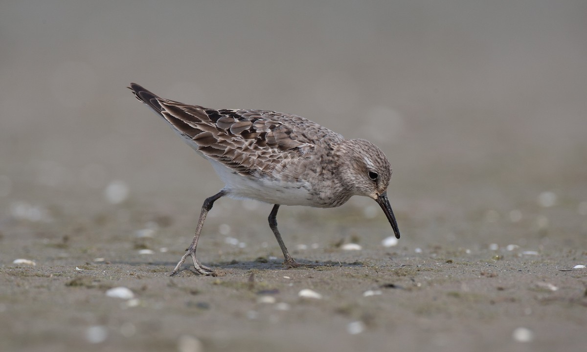 White-rumped Sandpiper - ML40594171