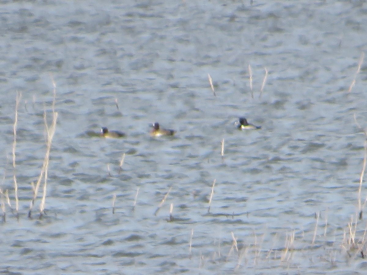 環頸潛鴨 - ML405941981