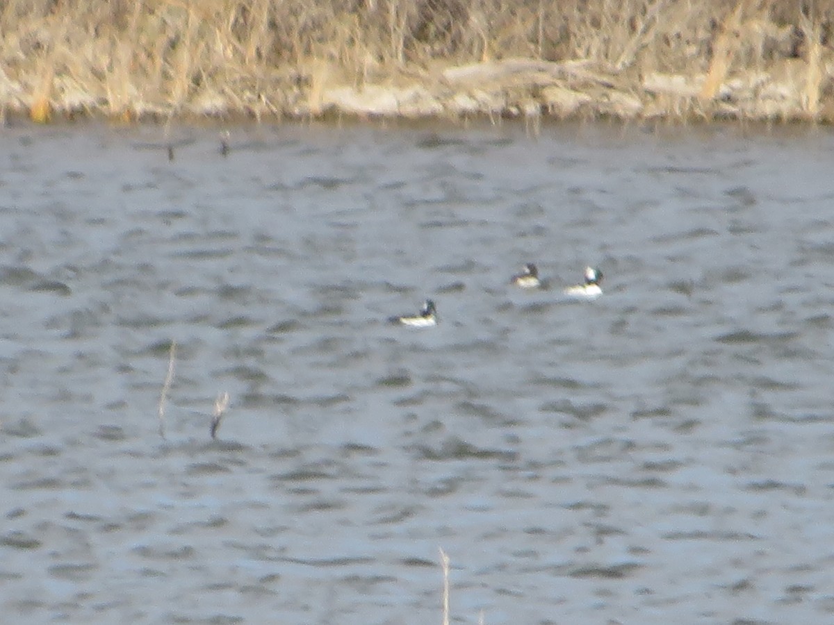 Bufflehead - ML405942191