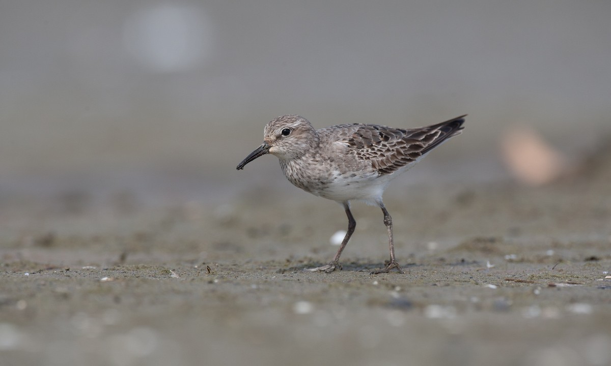 White-rumped Sandpiper - ML40594221