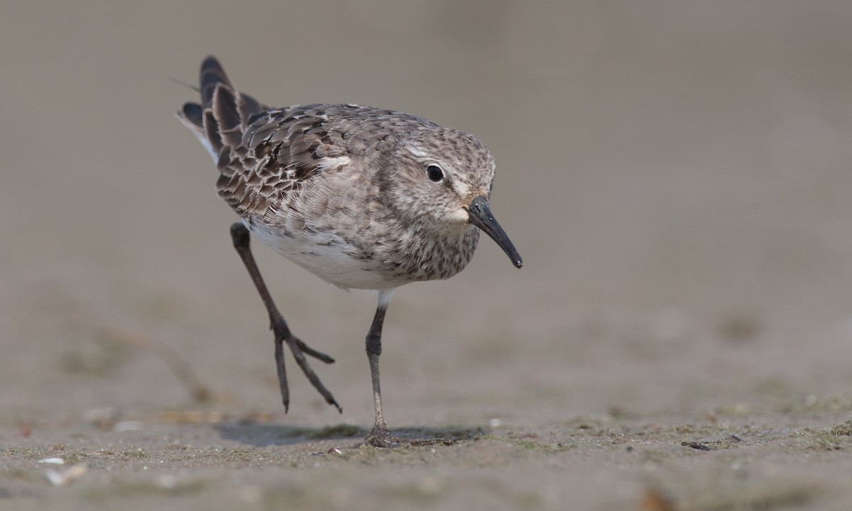 White-rumped Sandpiper - ML40594231