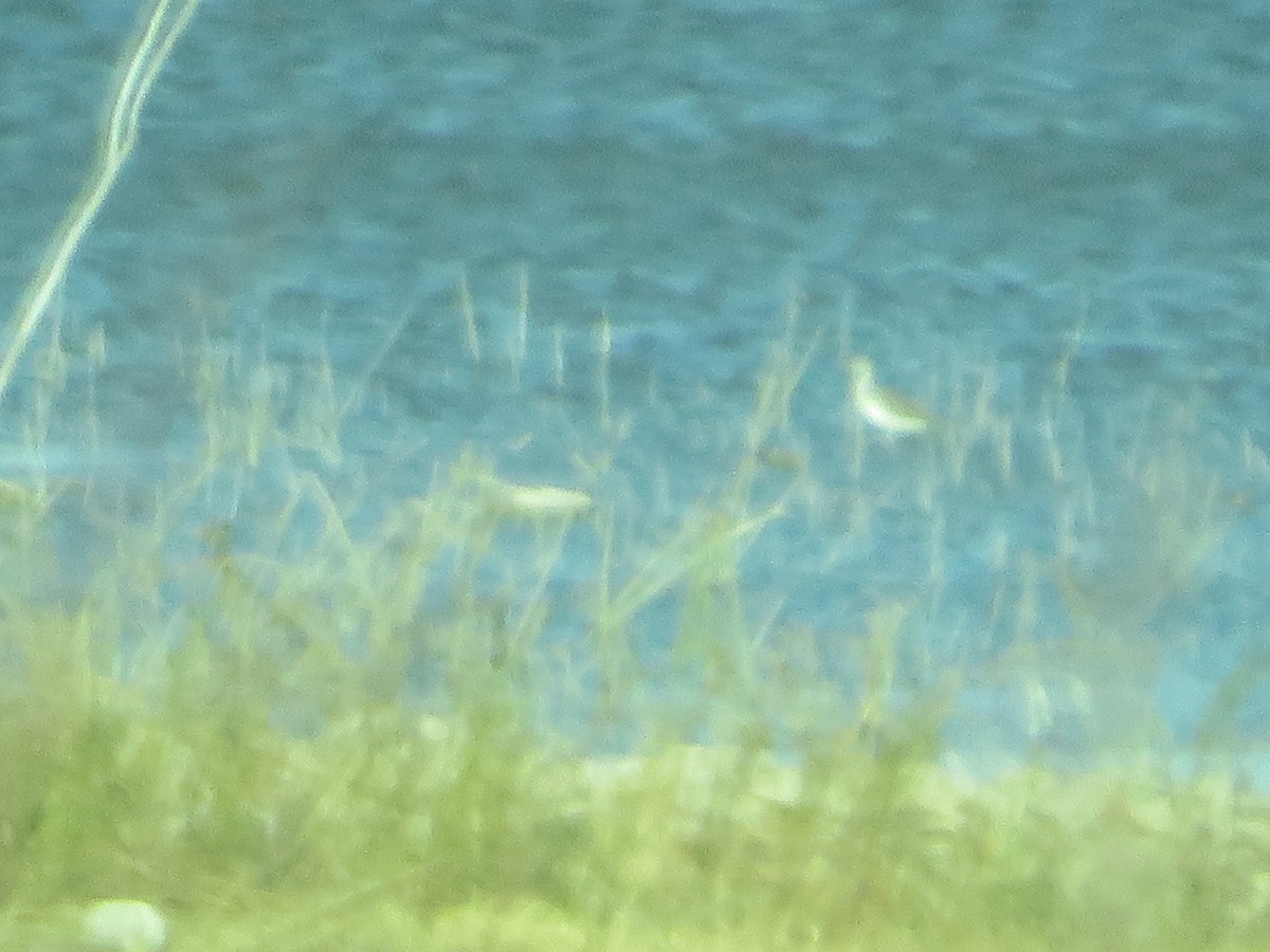 濱鷸屬(小型) - ML405942481