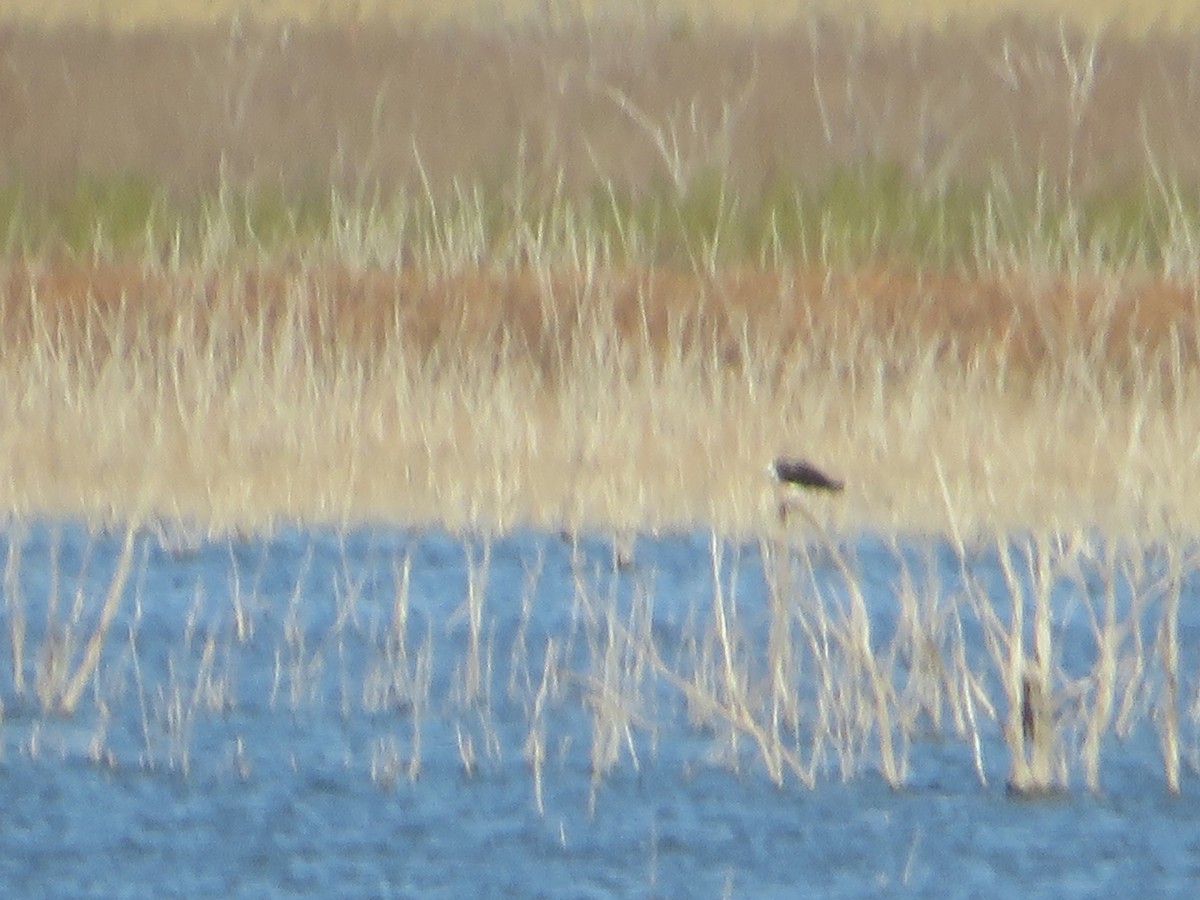 魚鷹 - ML405942521