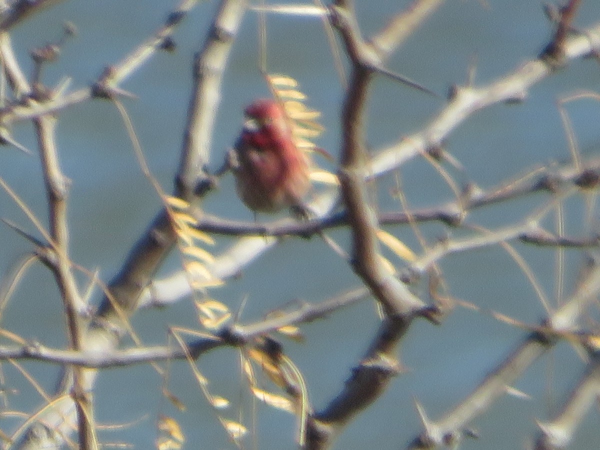 House Finch - ML405942631