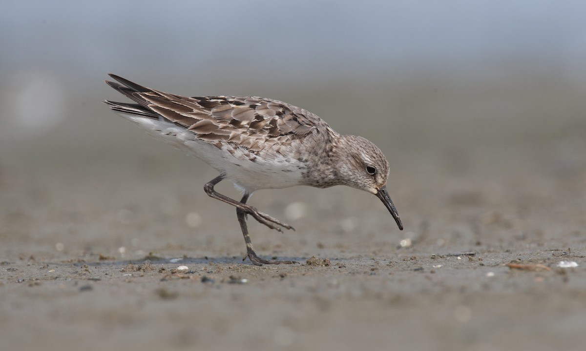 White-rumped Sandpiper - ML40594271