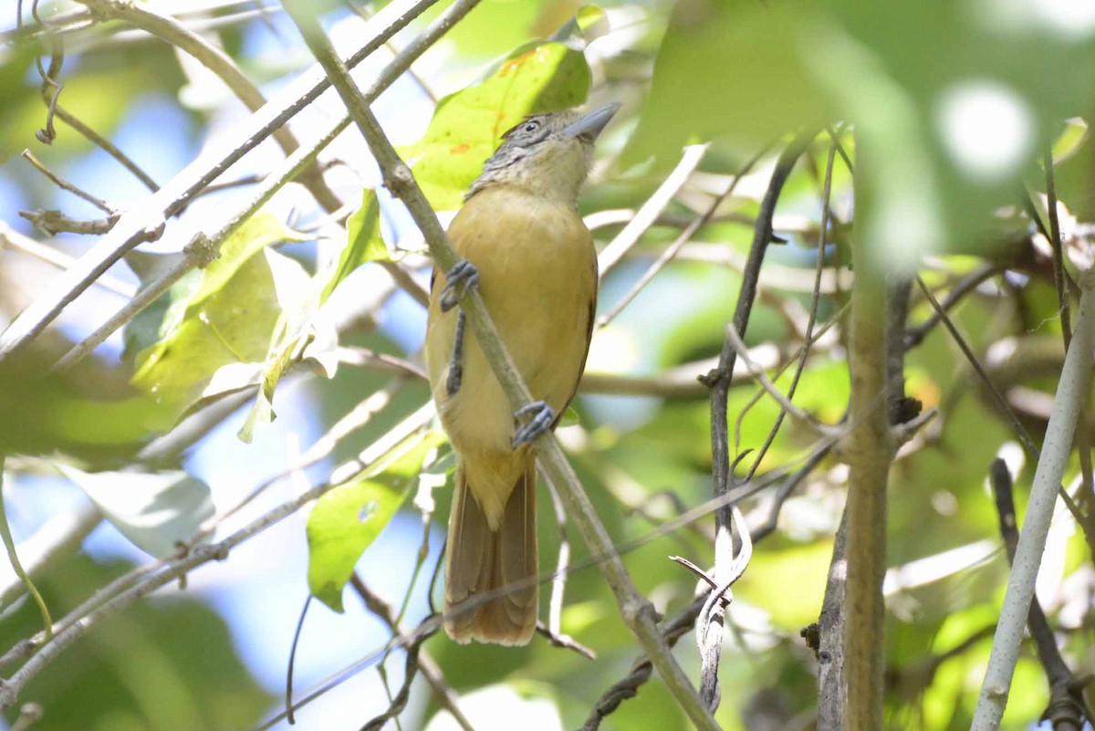 Barred Antshrike - ML405942971