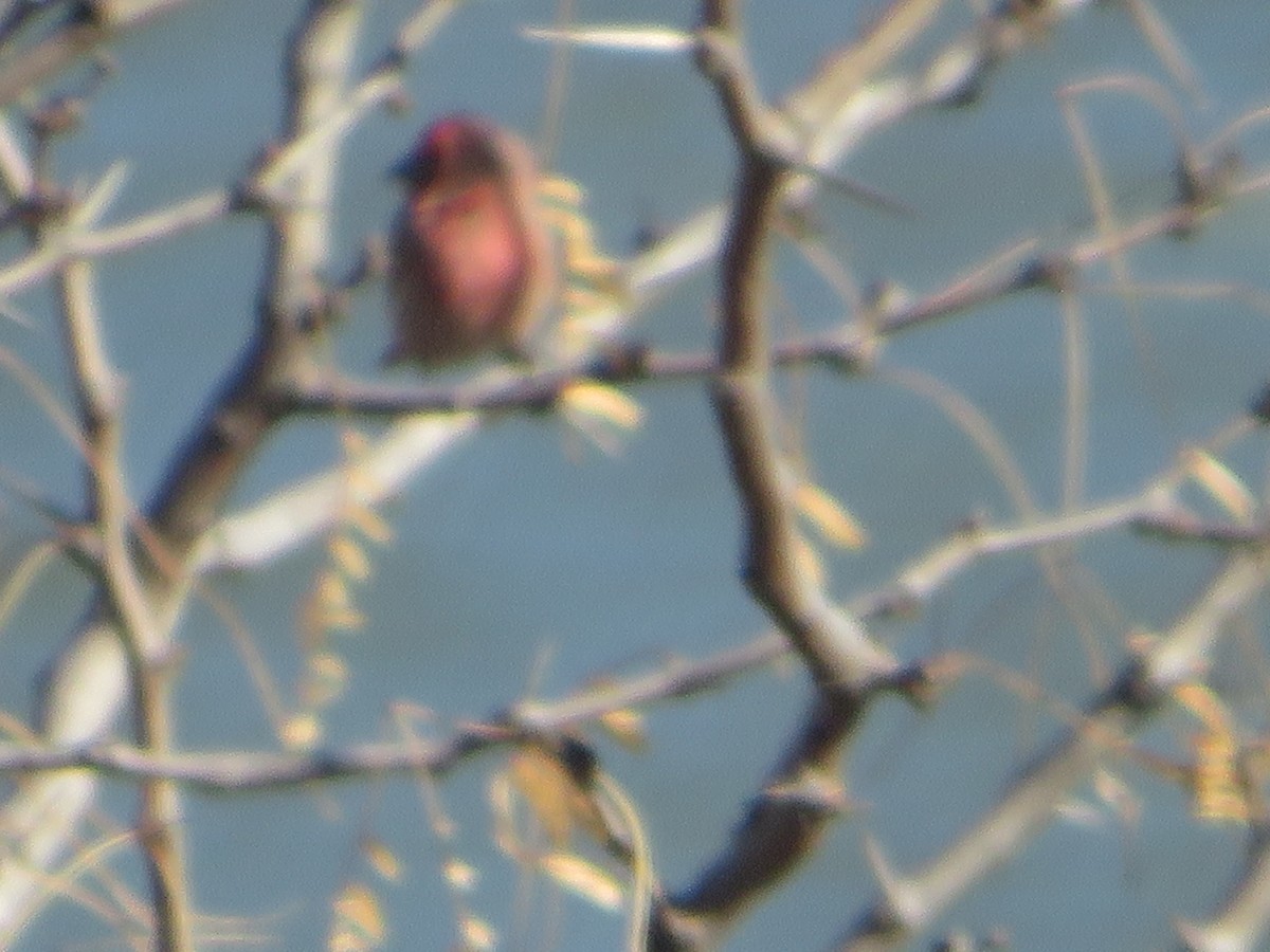House Finch - ML405943021