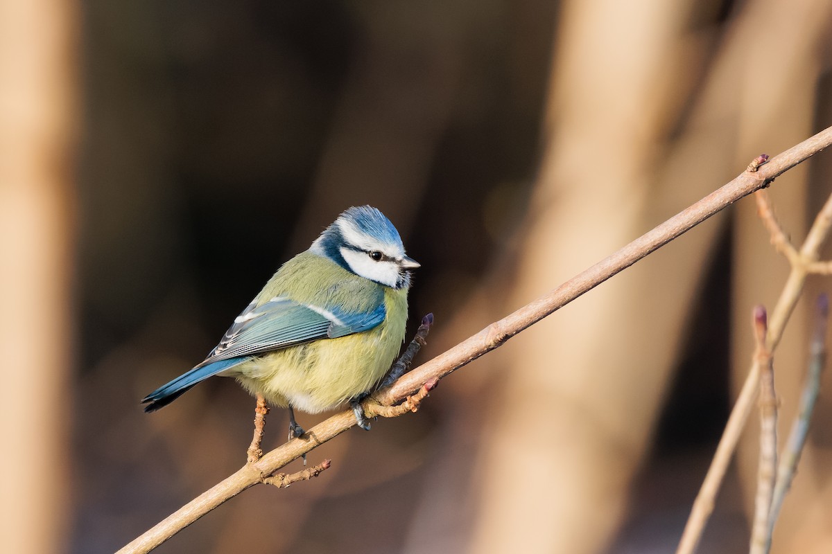Eurasian Blue Tit - ML405943051