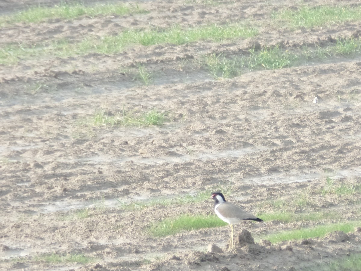 Red-wattled Lapwing - ML405943271