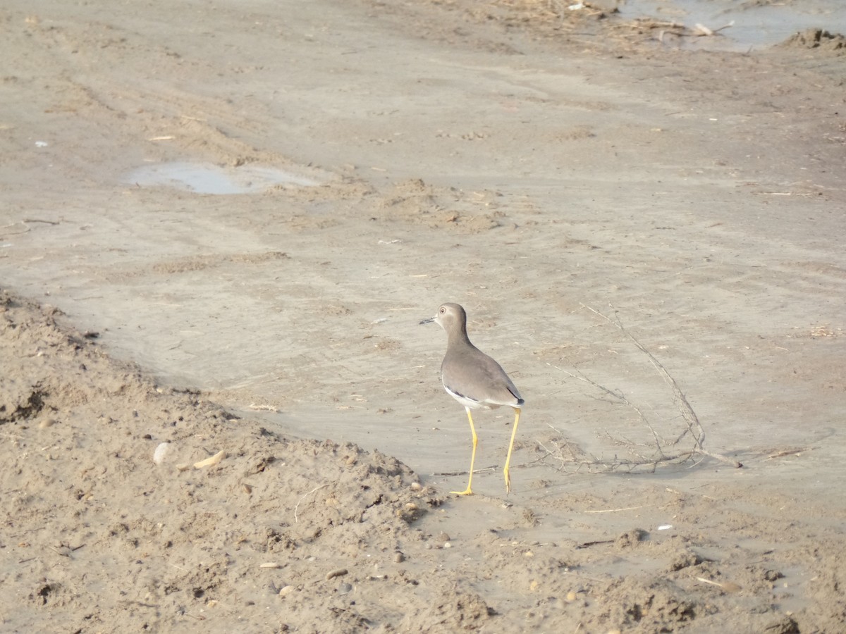 White-tailed Lapwing - ML405943401