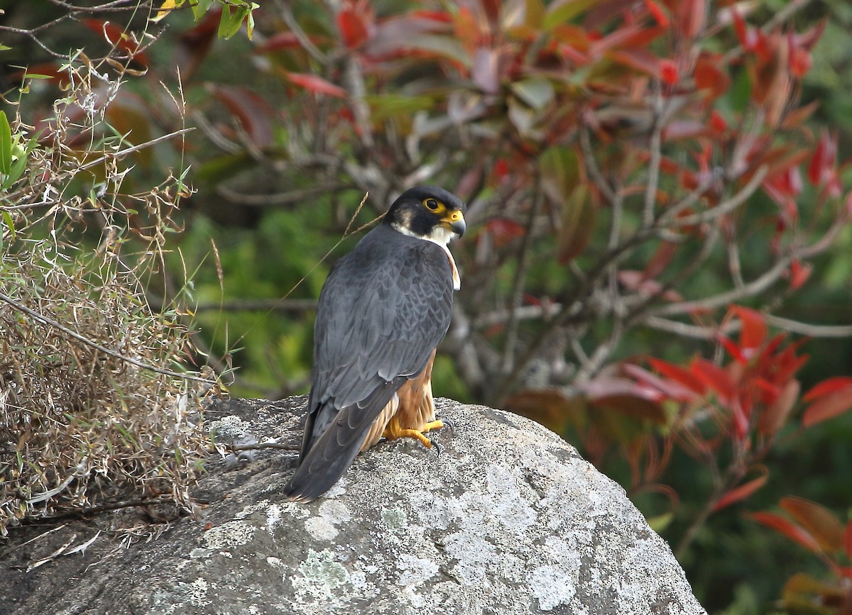 falcon sp. - Chandrasekar Das