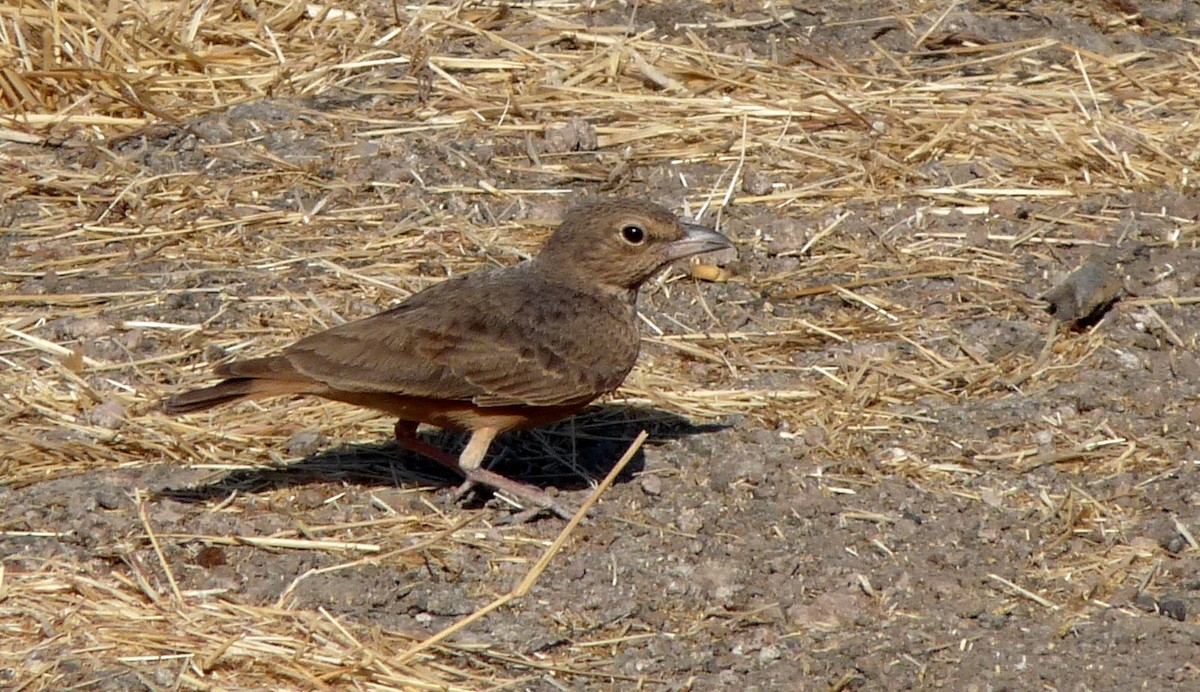 Rufous-tailed Lark - ML40594451