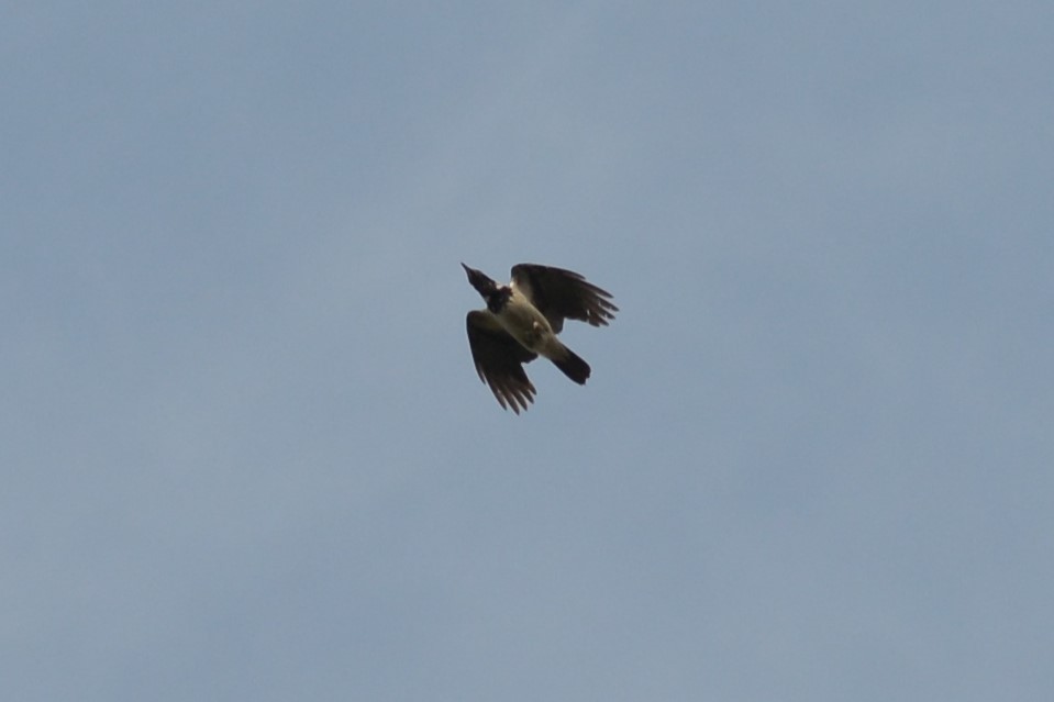 Hooded Crow - ML405944731