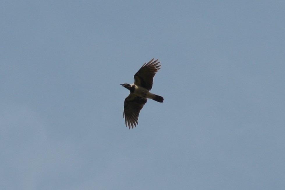 Hooded Crow - ML405944781