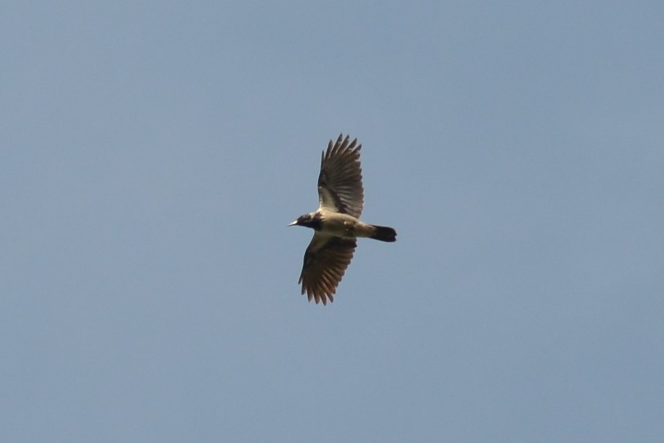 Hooded Crow - ML405944821