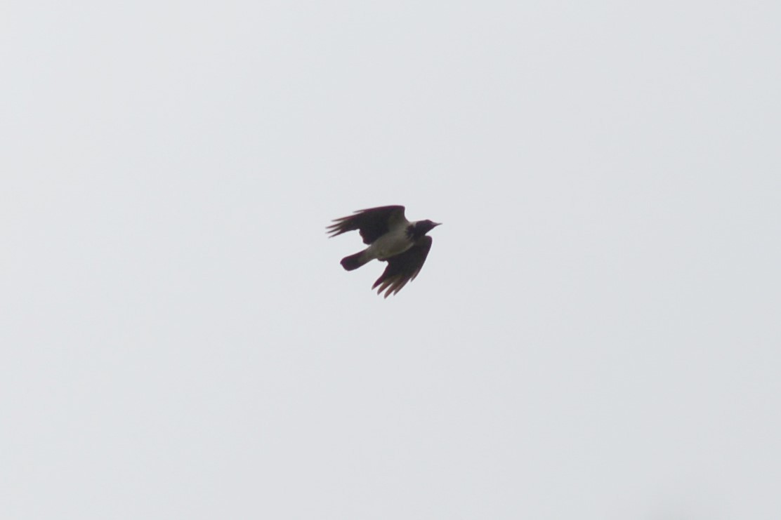 Hooded Crow - ML405944851