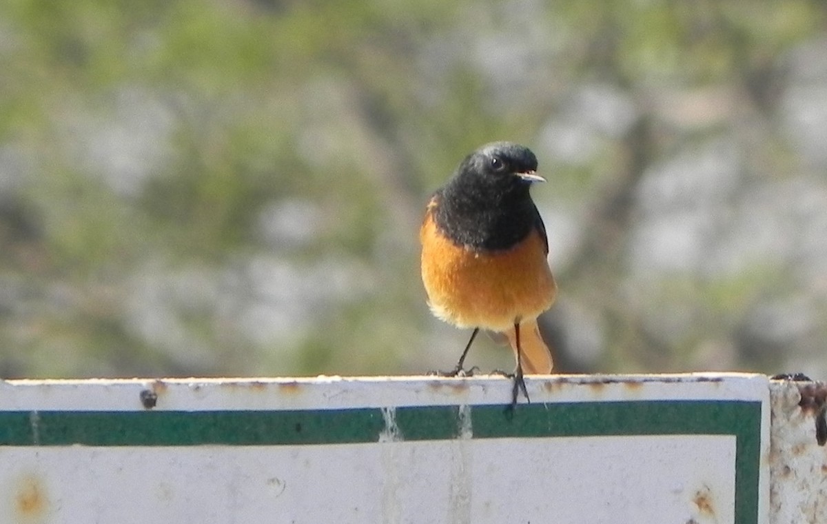 Black Redstart - David Bree