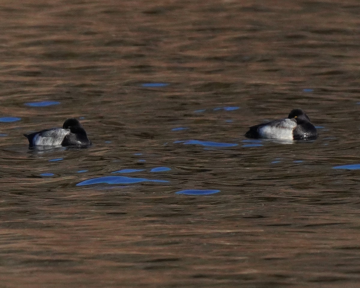 Lesser Scaup - ML405945541