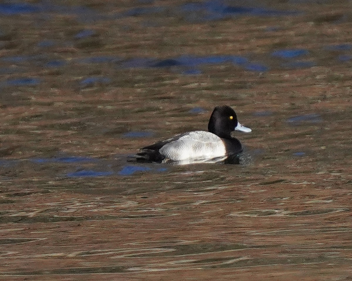 Lesser Scaup - ML405945561