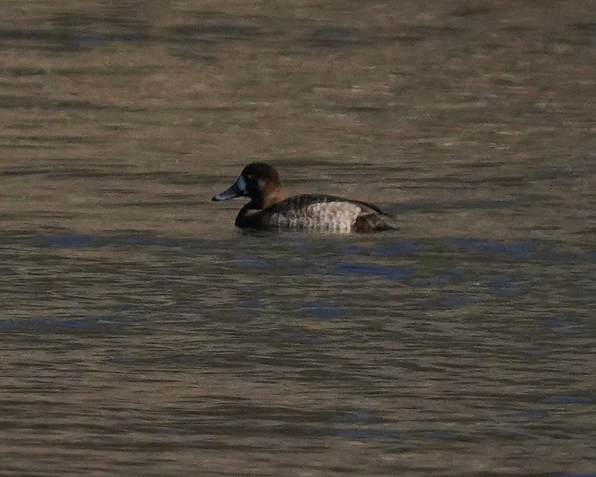 Lesser Scaup - ML405945591