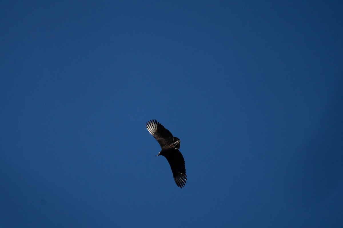 Black Vulture - ML405945641