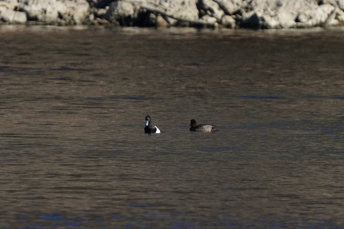 Lesser Scaup - ML405945811