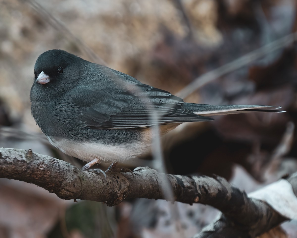 Dark-eyed Junco - Charles Gage