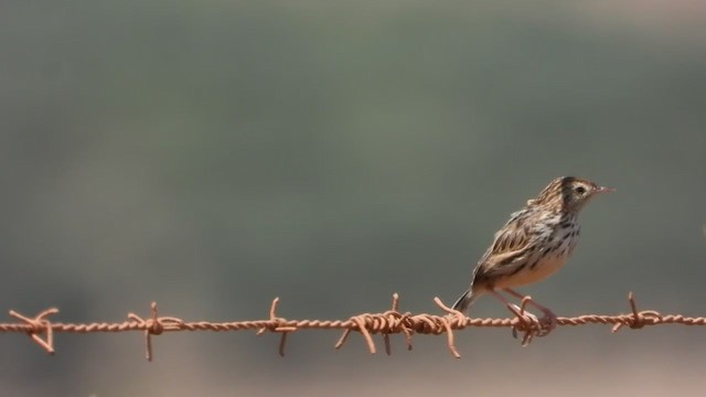 Cloud Cisticola (Cape) - ML405946171