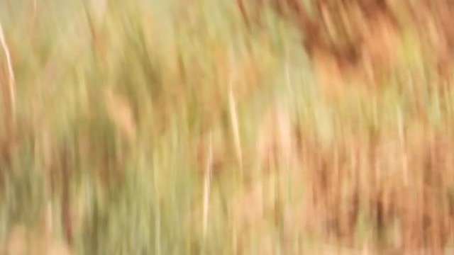 Cloud Cisticola (Cape) - ML405946261