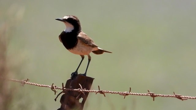 Capped Wheatear - ML405946561