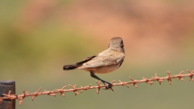 Capped Wheatear - ML405946601