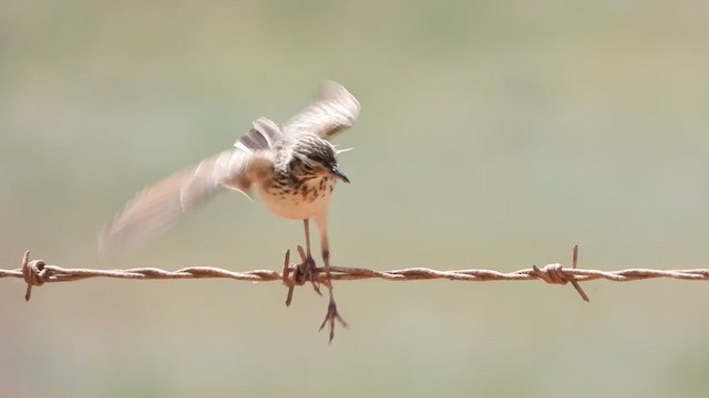 African Pipit - ML405946631