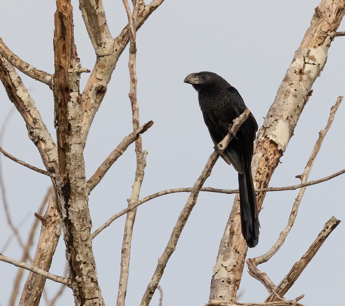 Groove-billed Ani - ML405947011