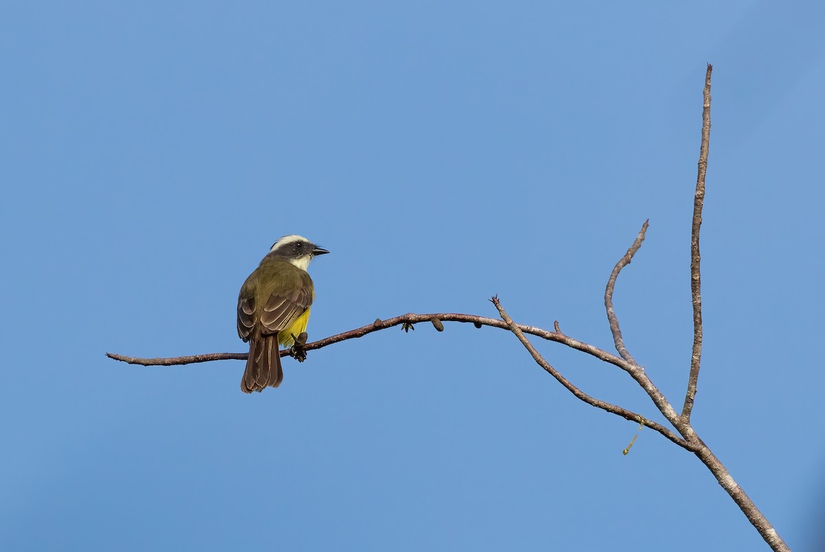 アカボウシヒタキモドキ - ML405947041