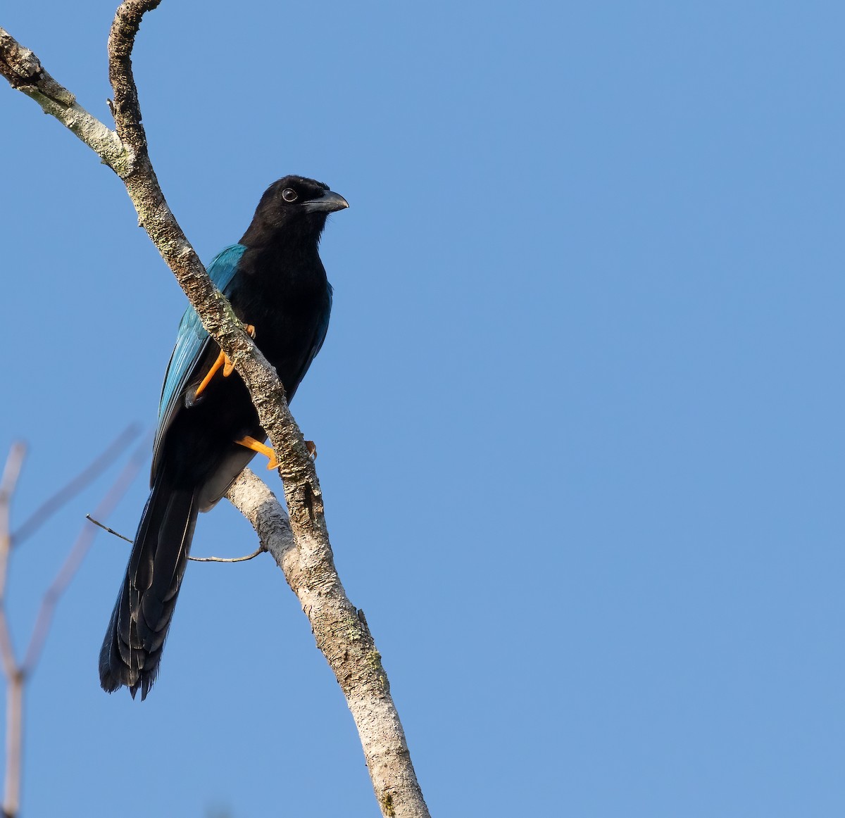 Yucatan Jay - Richard  Davis