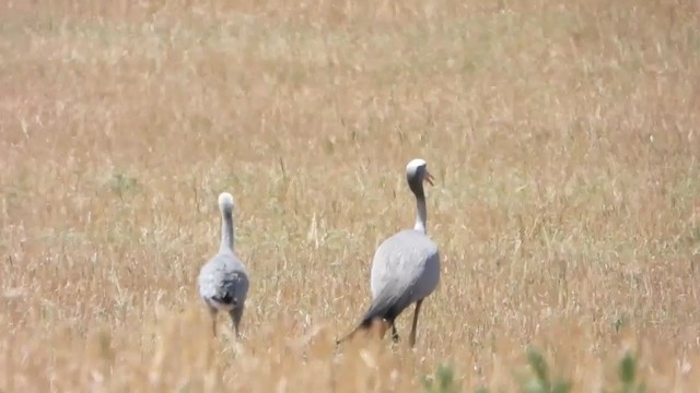 Blue Crane - ML405947391