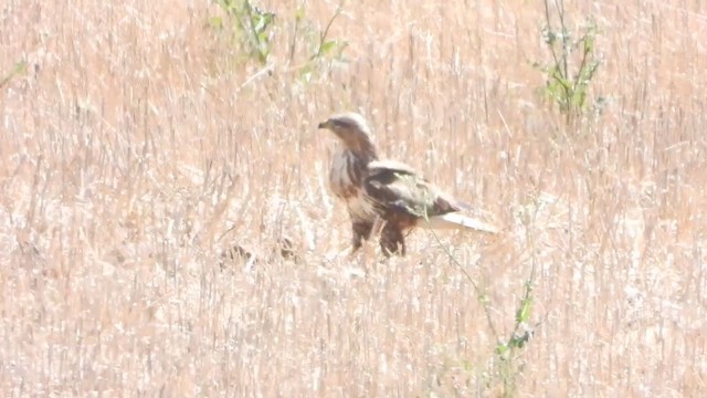 Common Buzzard (Steppe) - ML405947601