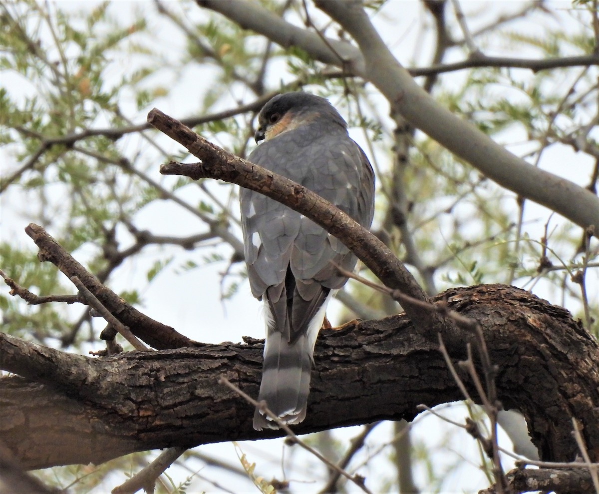 Sharp-shinned Hawk - ML405947651