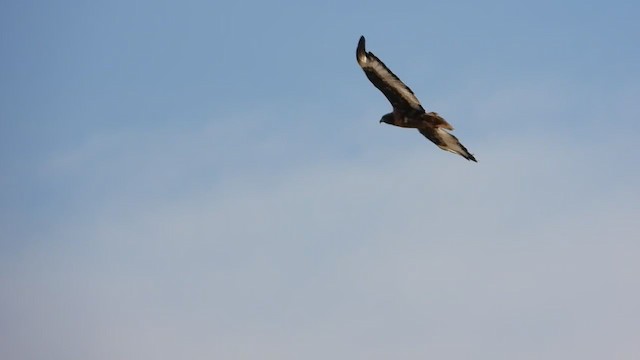 Jackal Buzzard - ML405947691